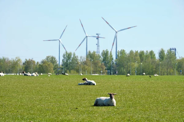 Πρόβατα Ένα Ανάχωμα Μπροστά Από Τρεις Ανεμογεννήτριες Παραγωγή Ανανεώσιμης Ενέργειας — Φωτογραφία Αρχείου