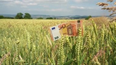 Olgun bir buğday tarlasında rüzgârda hareket eden bir buğday tanesine iliştirilmiş 50 avroluk banknot.