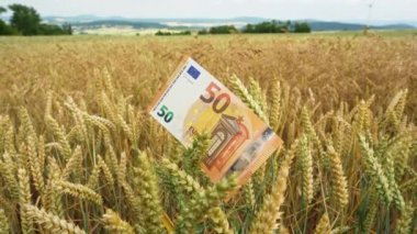 Olgun bir buğday tarlasında, rüzgarda yavaşça ilerleyen 50 avroluk banknotun yavaş çekim sahnesi..