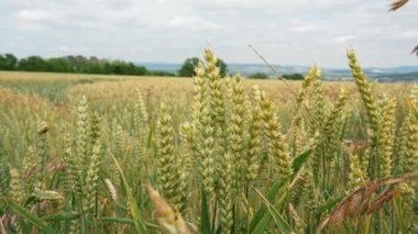 Olgun bir buğday tarlasında kulaklar hafif rüzgarda hareket ediyor, yavaş çekim yakın çekim