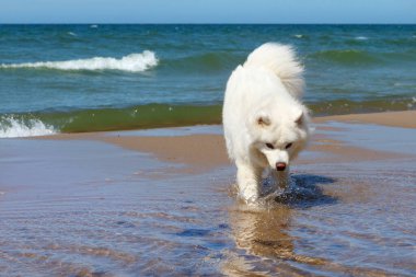 Beyaz köpek Samoyed denizin dibinde yürüyor.