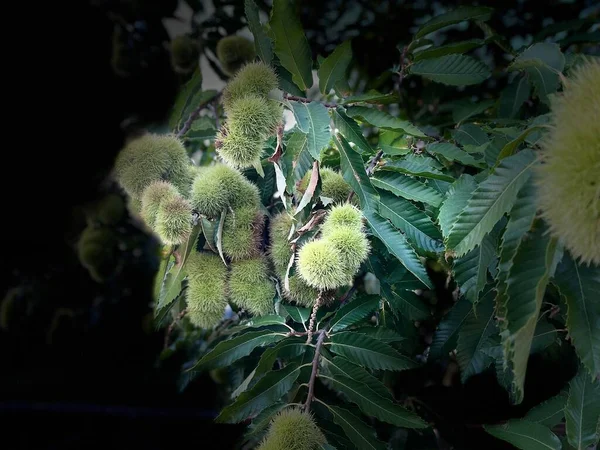 Kestane rengi kirpiler.