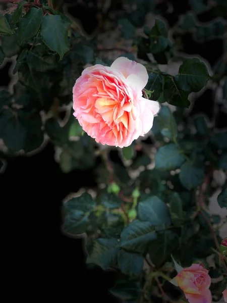 Bahçedeki güzel güller