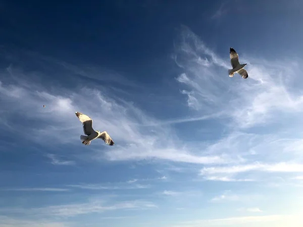 Martı gökyüzünde uçuyor.