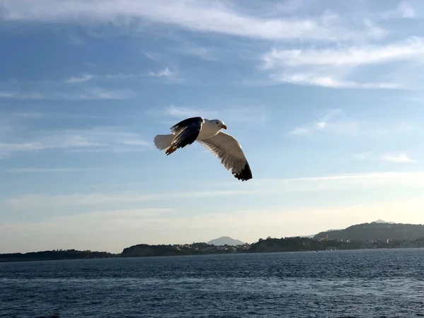 Martı gökyüzünde uçuyor.