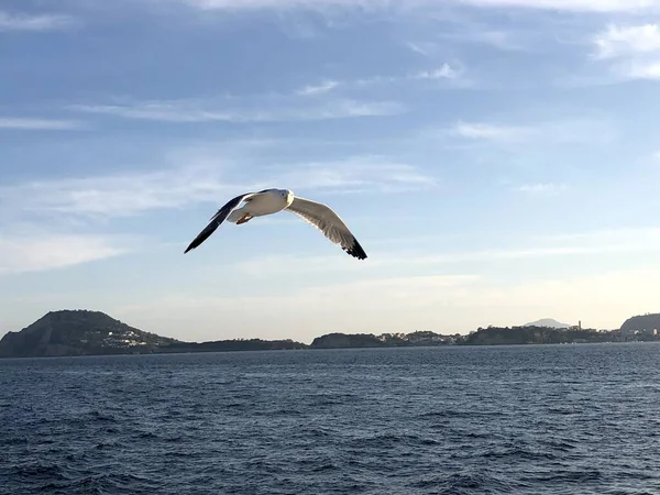 Martı denizin üzerinde uçuyor.