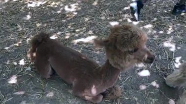 Çiftlikte iki alpaka.