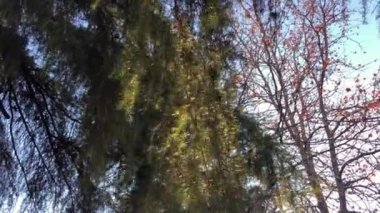 Yaprakları olan dallar rüzgarla hafifçe hareket etti.