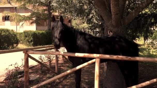 Μόνο Άλογο Στο Μαντρί — Αρχείο Βίντεο