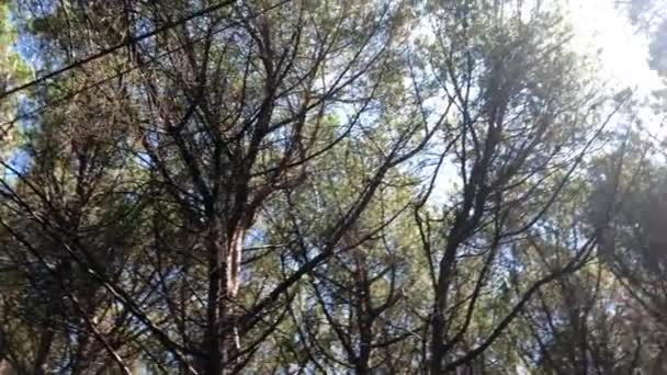 木々の葉に囲まれたパステウムの森の中 — ストック動画