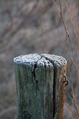 Sabah güneşinde karla kaplı bir ahşap