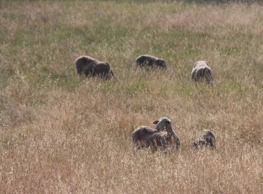 Bir grup koyun güneşte ot yiyor.
