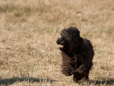 Siyah minyatür bir kaniş güneşte koşuyor.