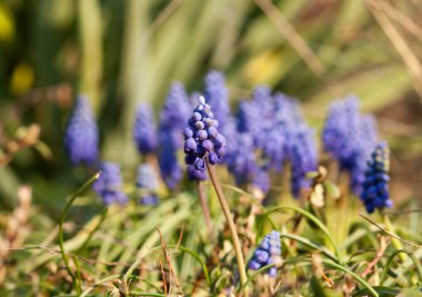 Bahçemde duran mavi üzümlü sümbül, Nisan ayındaki parlak güneşle yaz mevsimi gibi.