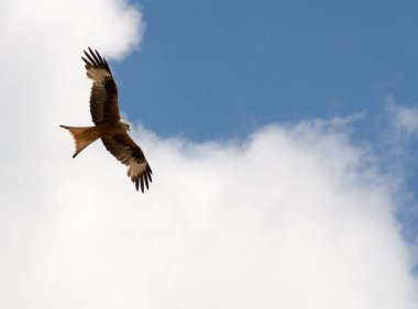 Şahin güneşte uçuyor, aşağıya bakıyor.