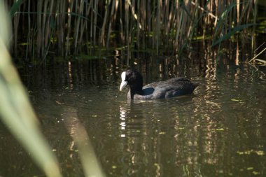 Gölette yüzen ve yiyecek arayan Avrupalı bir yaban domuzu.