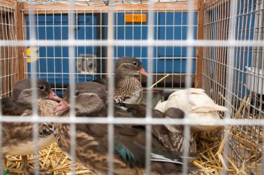 Ducks on the animal market in Mol (Belgium) waiting in boxes to be sold to a new family.