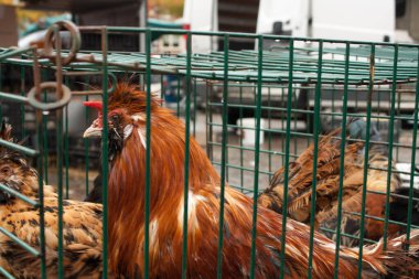 Mol 'da (Belçika) hayvan pazarında horoz yeni bir aileye satılmak için kutularda bekliyor..
