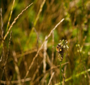 Bal arısı çiçek topluyor
