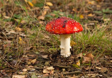 Amanita muscaria, commonly known as the fly agaric or fly amanita, in the morning sun