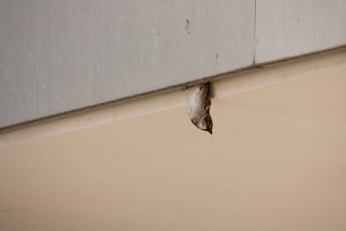 Ev serçesi (Passer domesticus) yuvayı terk etmek için bir çatıda baş aşağı asılı duruyor