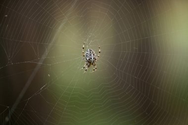 Bir Avrupa çapraz örümceği ağında bir sinek bekliyor.