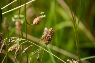 Çekirge güneşte ölü bir çiçeğin üzerinde oturuyor.
