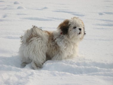 Yüzünde karla karda duran bir shih tzu.