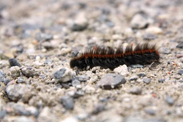 Caterpillar Crossing Shot Side — Stok fotoğraf
