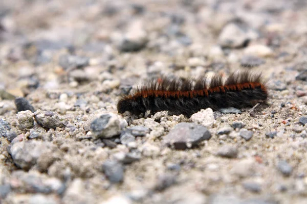 Caterpillar Crossing Shot Side — Stockfoto