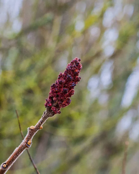 Red Flower Frost — Stok fotoğraf