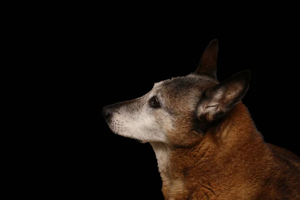 Old Belgian Shepherd Dog Isolated — Fotografia de Stock