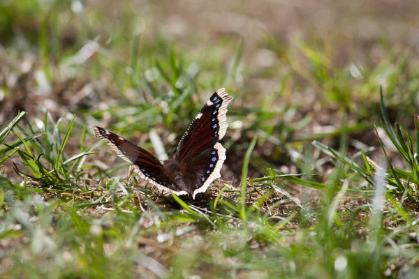 一只美丽的蝴蝶坐在草地上晒太阳 — 图库照片