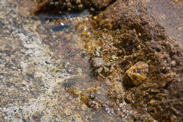 Small Crab Sitting Shore Sun — Stock fotografie