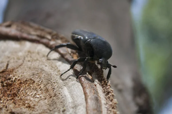 Gran Escarabajo Sentado Árbol — Foto de Stock