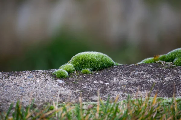 Green Moss Tortula Muralis Gray Wall —  Fotos de Stock