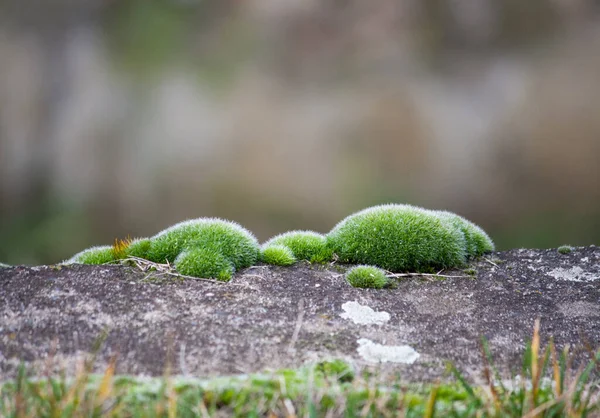 Green Moss Tortula Muralis Gray Wall —  Fotos de Stock