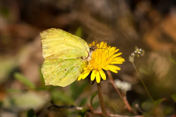 Green Yellow Butterfly Brimstone Yellow Flower — Stock Photo, Image