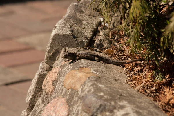 Lizard Resting Wall Sun — Stock fotografie
