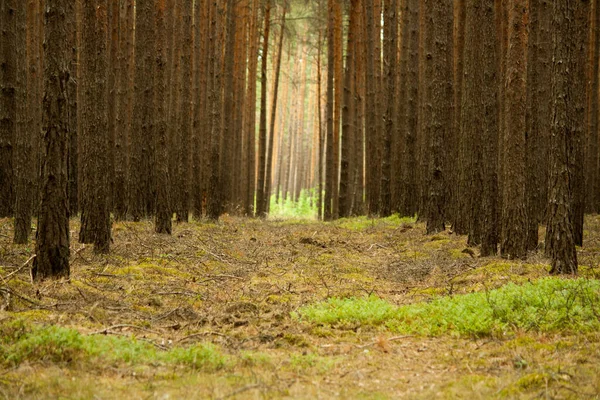 Дорога Лісі Соснових Дерев Сонячним Світлом — стокове фото