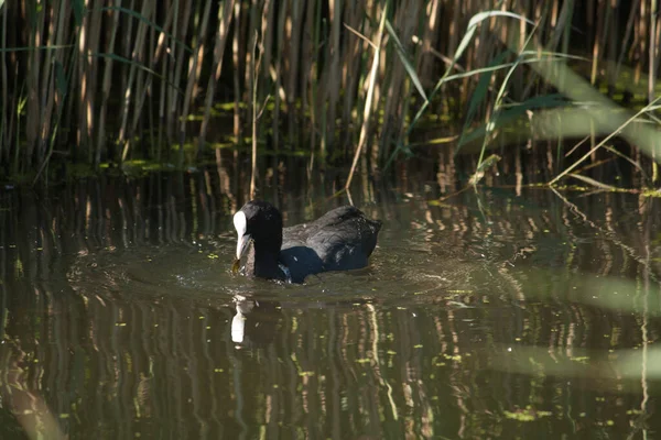 Eurasian Coot Swimming Pond Looking Some Food — Stockfoto