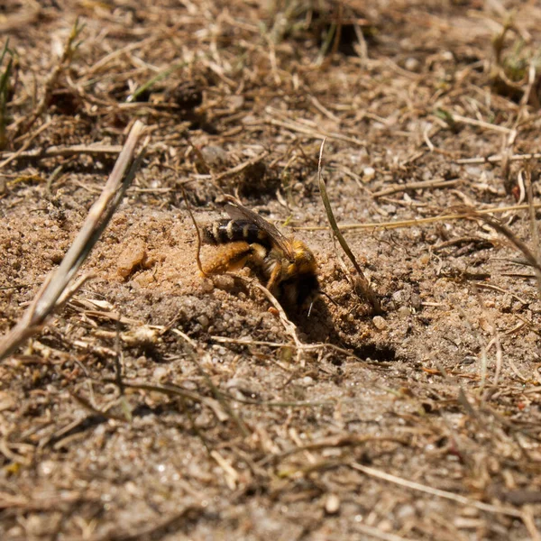 Female Andrena Gravida White Bellied Mining Bee While Digging Her — Stock fotografie