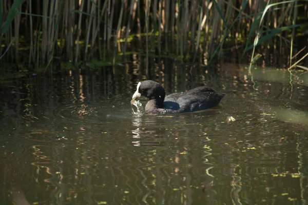 Eurasian Coot Swimming Pond Looking Some Food — Stock Photo, Image