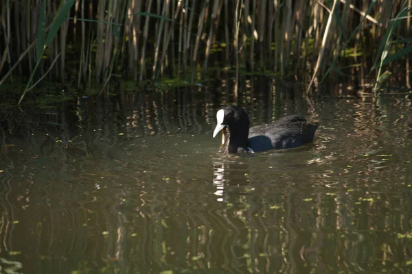 Eurasian Coot Swimming Pond Looking Some Food — Stockfoto