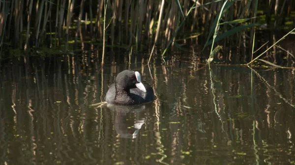 Blässhühner Schwimmen Einem Teich Und Suchen Nahrung — Stockfoto