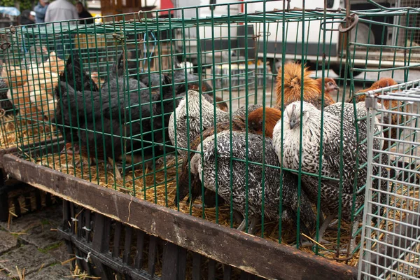 Pollo Mercado Animales Mol Bélgica Esperando Cajas Para Ser Vendido — Foto de Stock