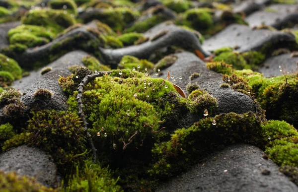 Wet Green Moss Roof Vacation Cottage Belgium — 스톡 사진