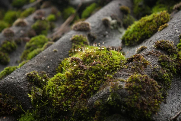 Wet Green Moss Roof Vacation Cottage Belgium — 스톡 사진