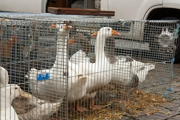 Gooses Animal Market Mol Belgium Waiting Boxes Sold New Family — Stockfoto