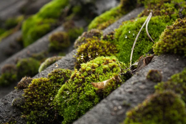 Мокрый Зеленый Мох Крыше Коттеджа Бельгии — стоковое фото